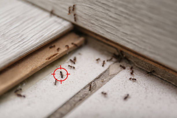 Best Residential Pest Control  in Brandon, MS