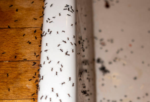 Reliable Brandon, MS Pest Control Solutions